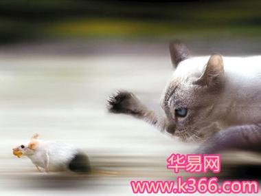 梦见抓到猫