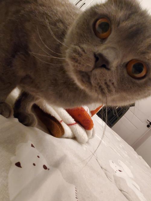 梦见被猫咬杀猫