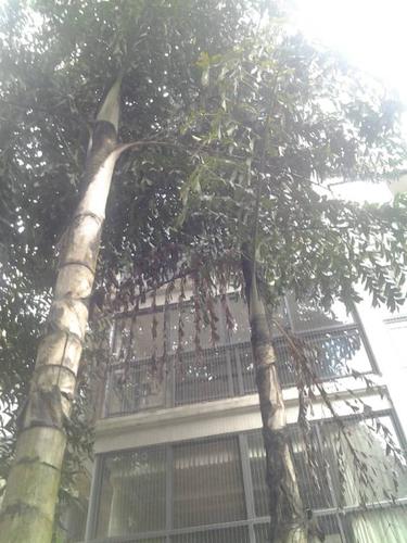 房子窗户外被树都挡住了风水