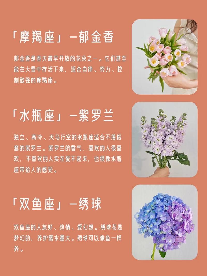 玫瑰命是什么含义