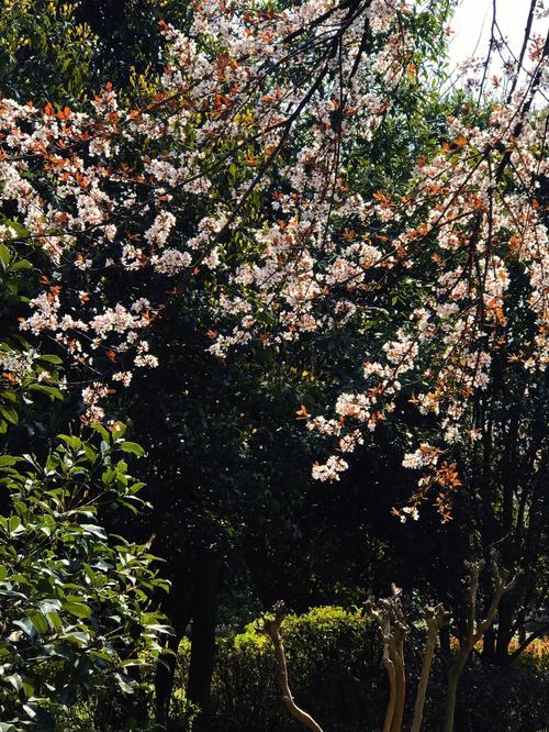 春花烂漫五行吉凶_春花烂漫成语故事