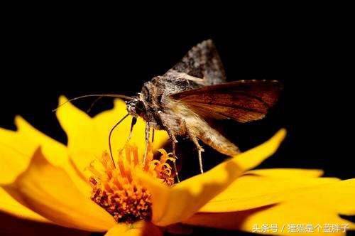 梦见打死飞蛾是什么意思