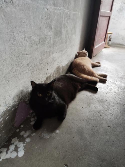 梦见烫猫