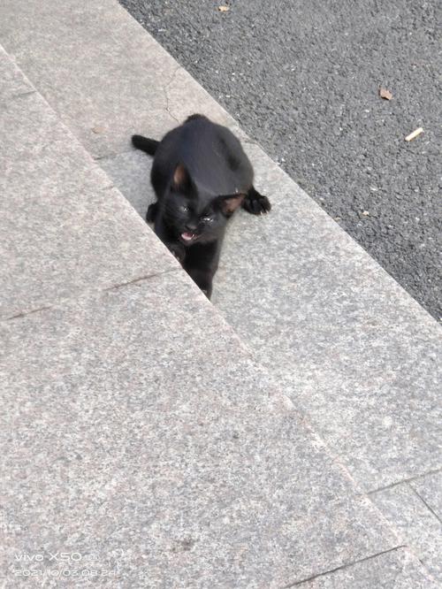 梦见猫爬上我的床