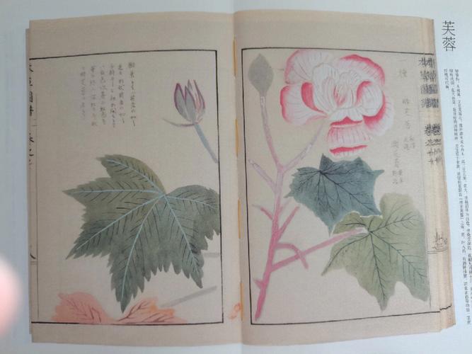 梦见芙蓉怎么回事