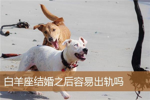 白羊男结婚之后容易出轨吗