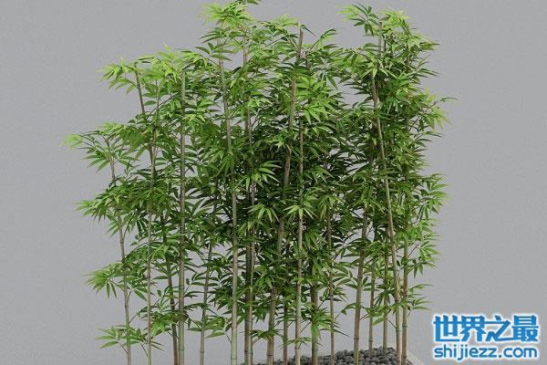 好听的关于竹子的名字