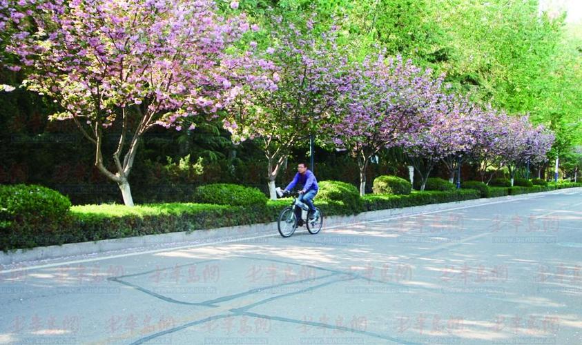 四个主要城镇的绿色植物是什么?