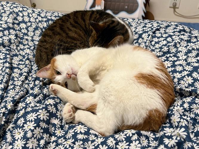 梦见小猫跳水 周公解梦之梦到小猫跳水