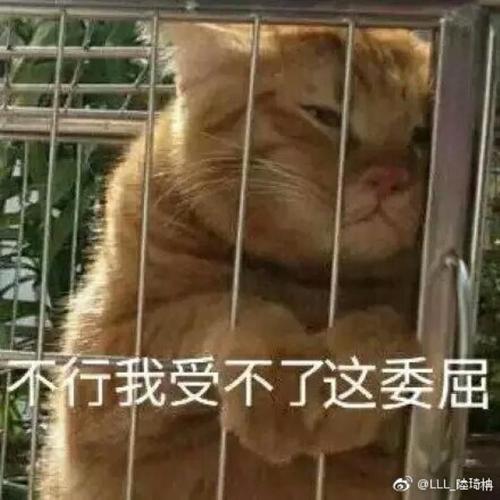 受了委屈 属狗人会找谁倾诉