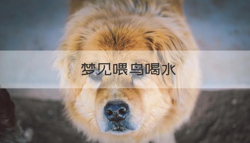 梦见喝水喝到鸟