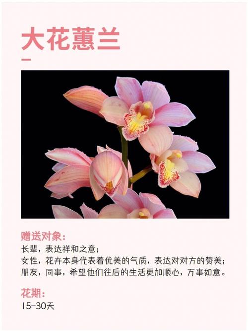 蕙兰的花语是什么?蕙兰的寓意是什么?