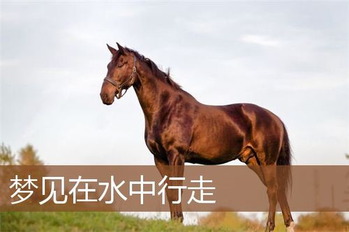 梦见在水面行走是什么意思