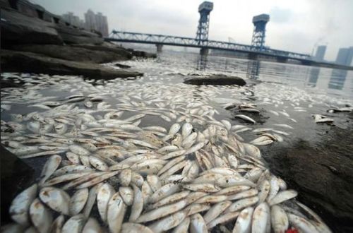 梦到海里都漂着很大的死鱼预示着什么意思