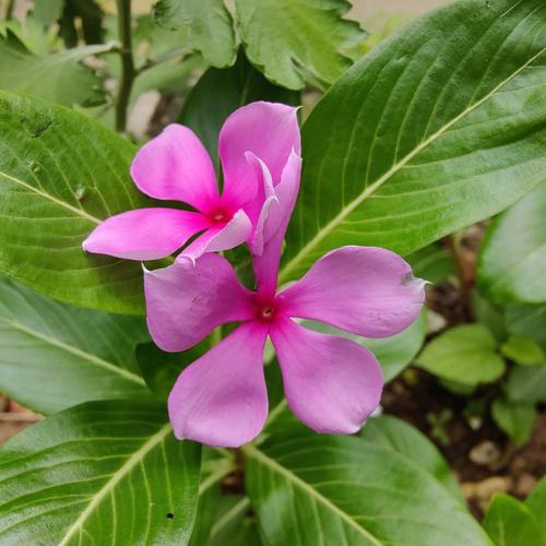 长春花有毒吗