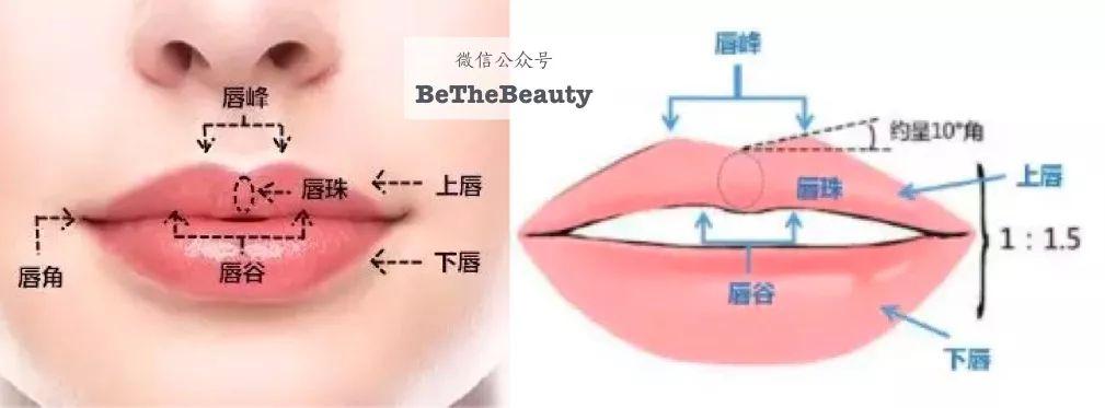 女人上下唇薄厚解析