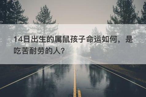 14日出生的属鼠人(宝宝)命运如何,是吃苦耐劳的