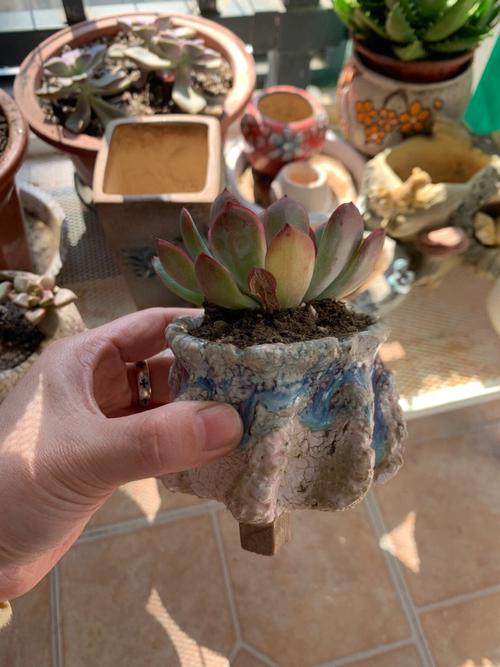 捡到别人丢弃的旧花盆风水讲究