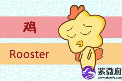 属鸡在成长中最需要的东西