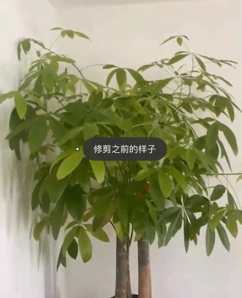 招财树和发财树有什么区别