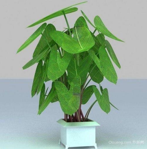 植物有没有灵性风水