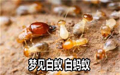 梦到白蚂蚁是什么意思