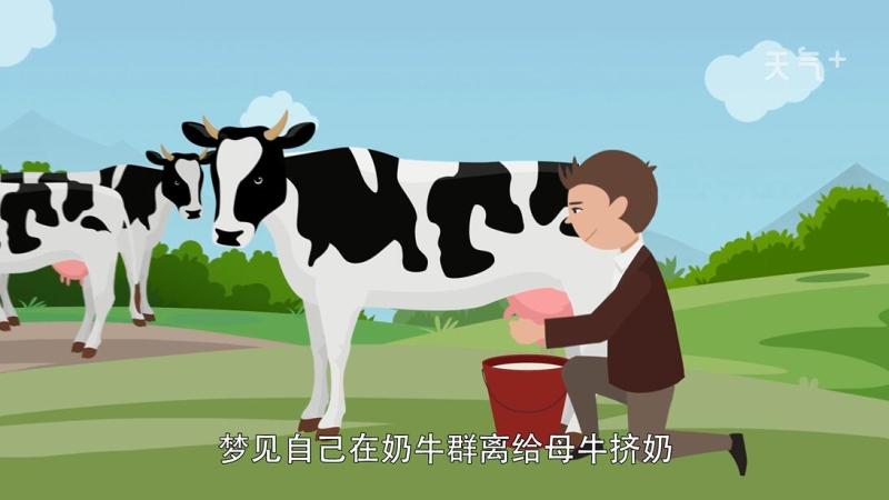 梦见奶牛