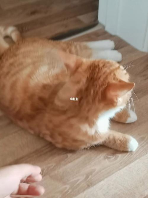 养猫之后运气越来越差