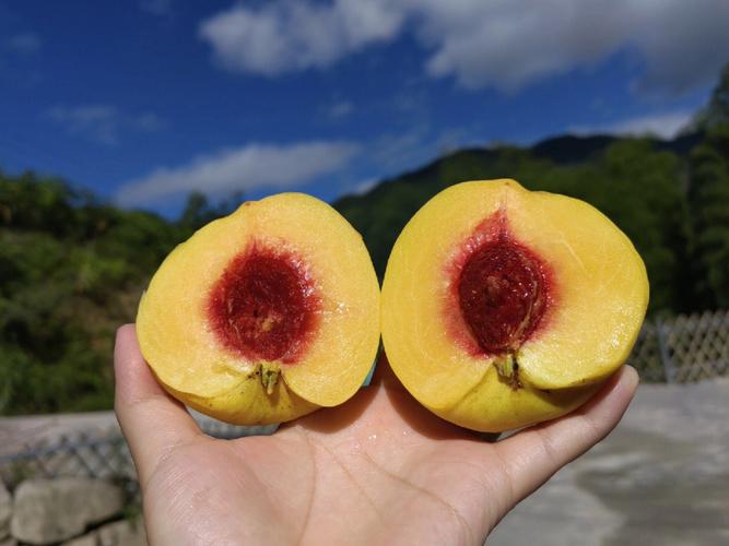 梦见黄桃