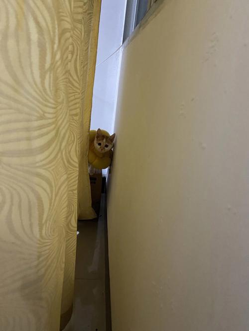 家里养猫鬼敢进来吗