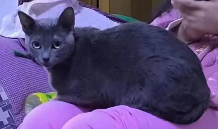 梦见家里的猫丢了