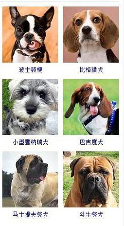 有活力又调皮的宠物个性的名字