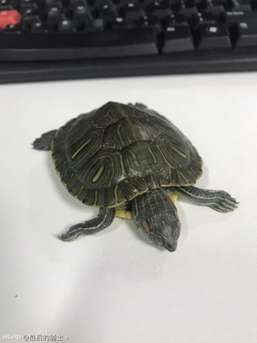 养乌龟死了的风水讲究
