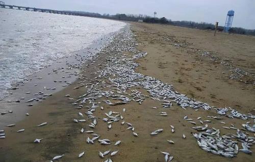 梦见海滩有死鱼
