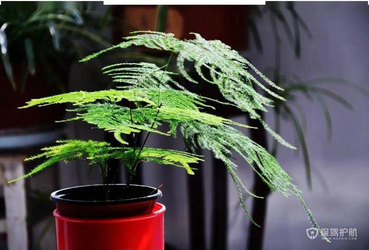 办公室的桌面摆放哪些植物的风水好?