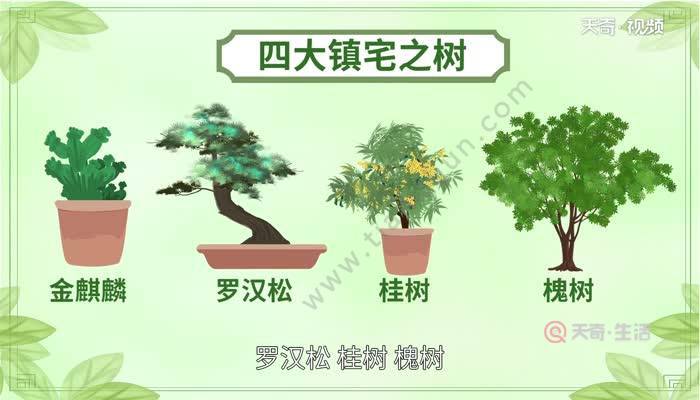 四大镇宅之树的风水忌讳