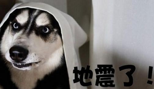 地震了 属鼠人是什么反应