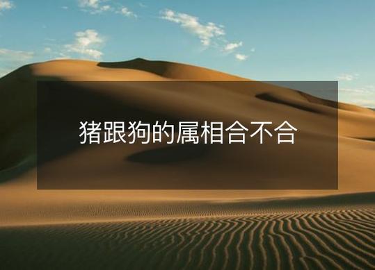 猪跟狗的属相合不合