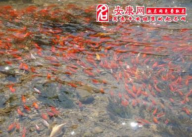 梦见好多种鱼