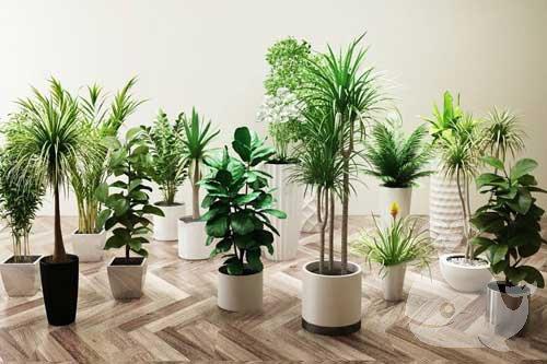 梦见绿植茂盛