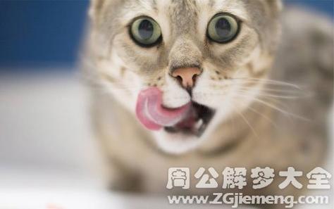 梦见猫被吃了是什么意思