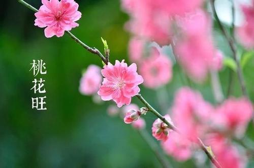 如何快速催旺桃花运
