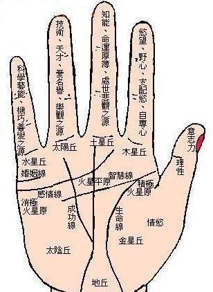 手相学:你的尾指短吗