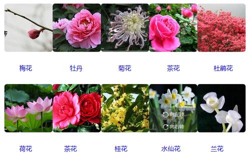 中国十大名花分别是什么,中国十大名花的花语