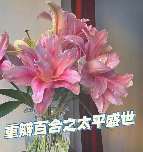 99枝百合的花语?99枝百合代表什么意思?
