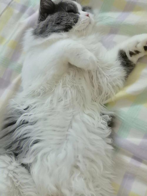 梦见猫抱住我小腿上