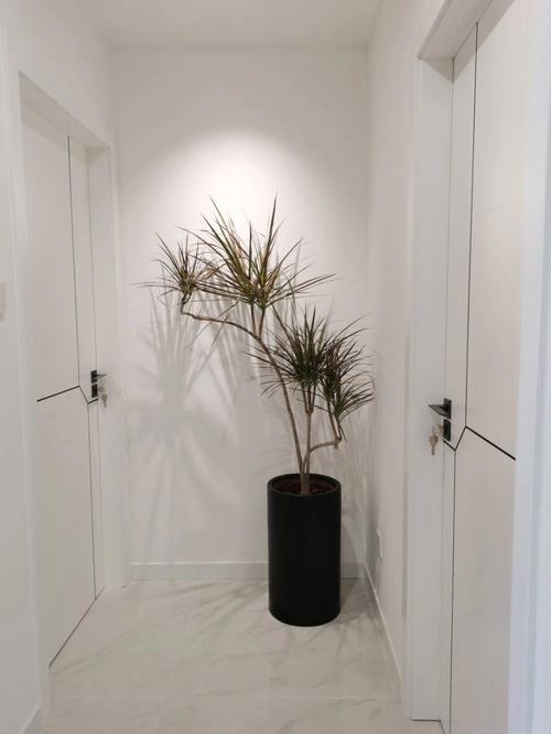 玄关植物摆放的风水禁忌