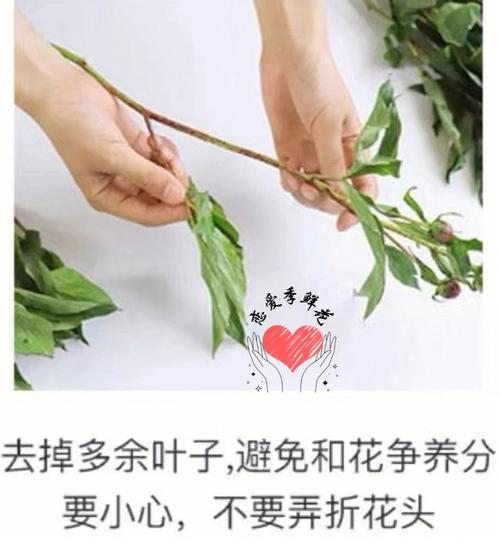 12月28日花语:春天石南,生日花语疼爱子女的人