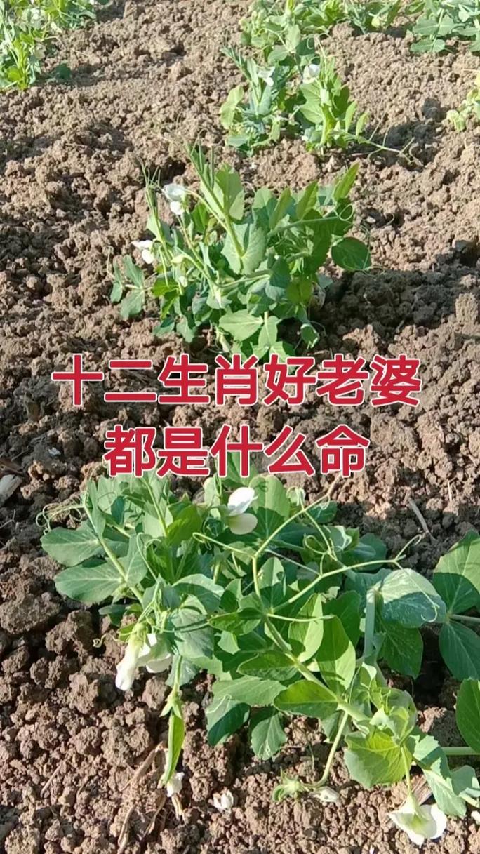 十二生肖好老婆