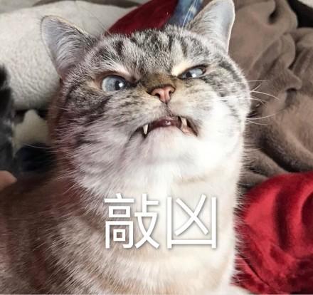 自来猫是吉还是凶